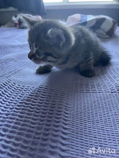 Шотландские котята