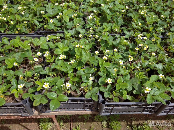 Рассада клубники. Цена договорная