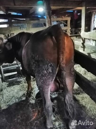 Бычки и быки