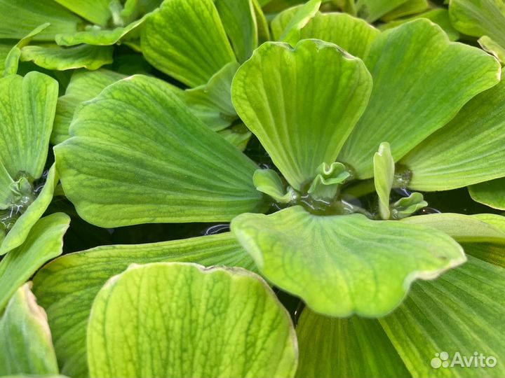 Аквариумные растения