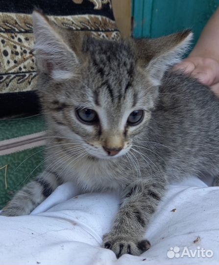 Кошки бесплатно