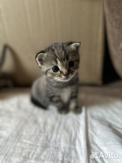 Британские котята