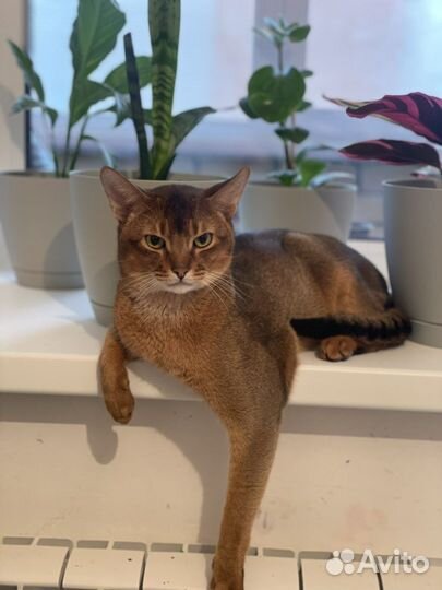 Кот на вязку