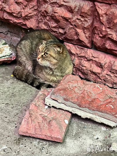 Кошка в дар