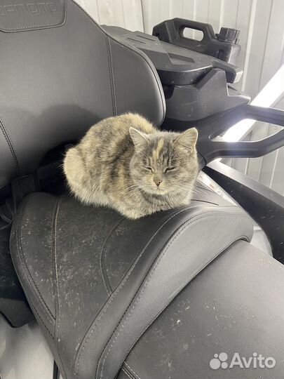 Найдена кошка