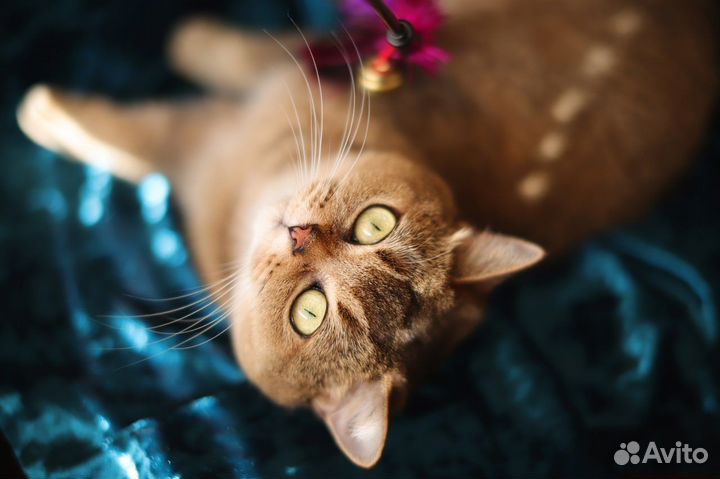 Индивидуальная домашняя передержка котов и кошек