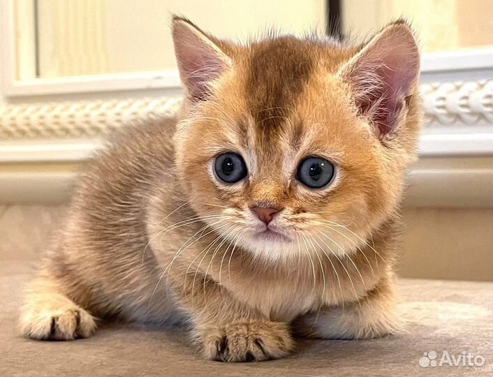 Плюшевый Малыш - Золотая шиншилла 1 мес