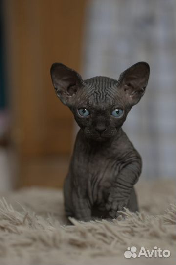 Канадский сфинкс котенок