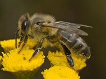 Пчёлы семьи среднерусской породы