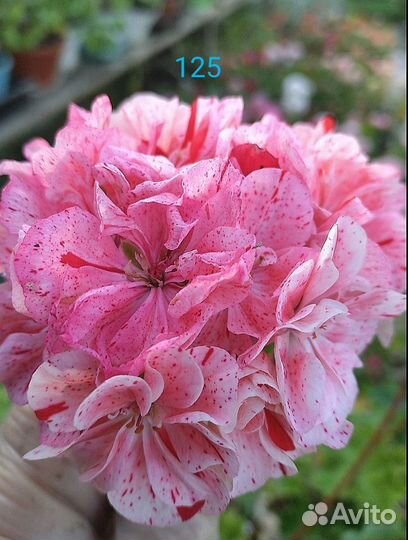 Пеларгония