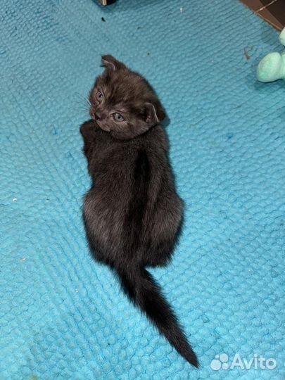 Шотландские вислоухие котята