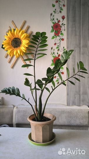 Замиокулькас