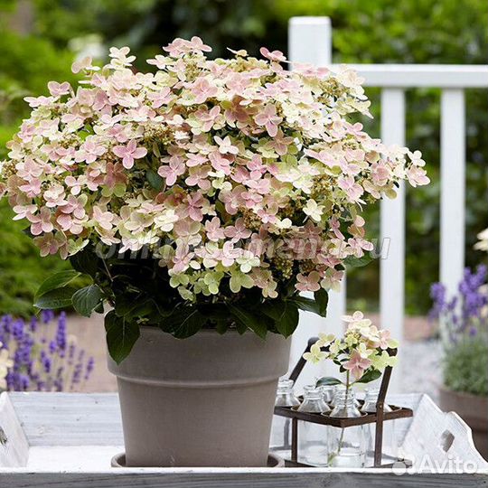 Гортензии
