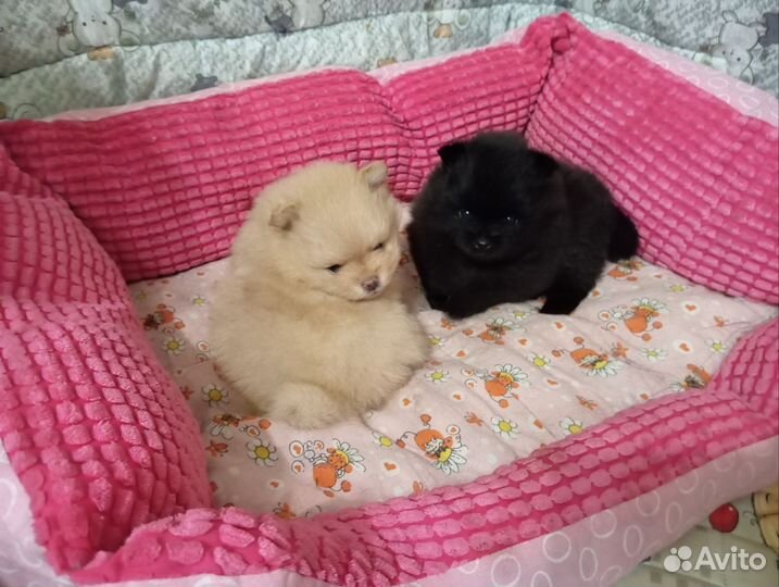 Померанский шпиц мини