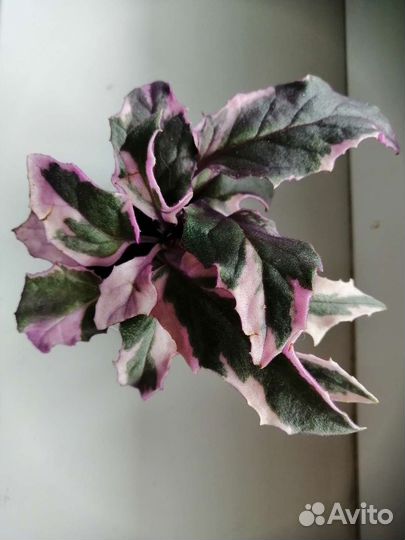 Генура вариегатная