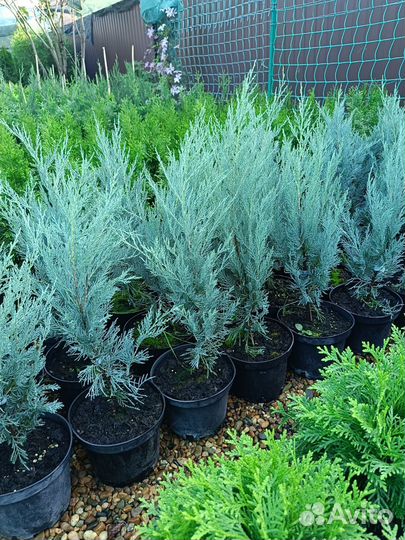 Можжевельник скальный Мунглоу