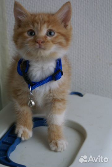 Котёнок смешной