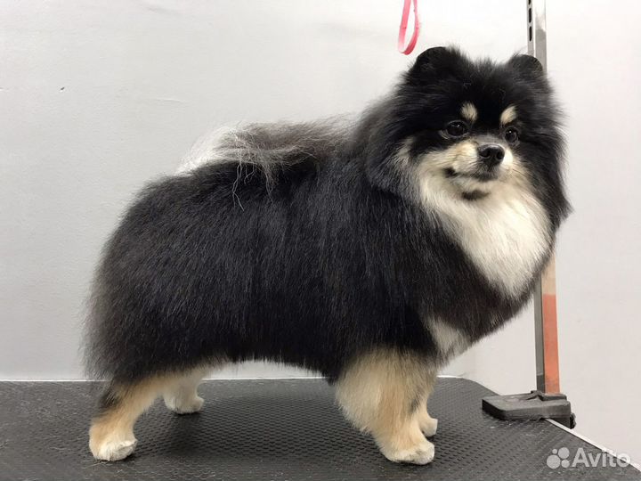 Груминг (стрижка) животных