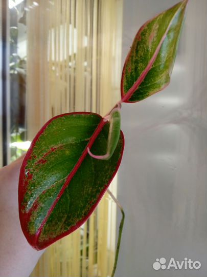 Аглаонема Крит