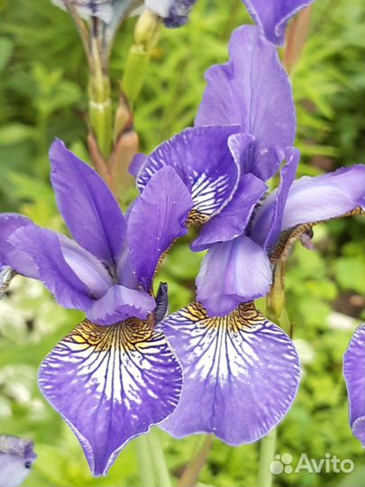 Ирис сибирский