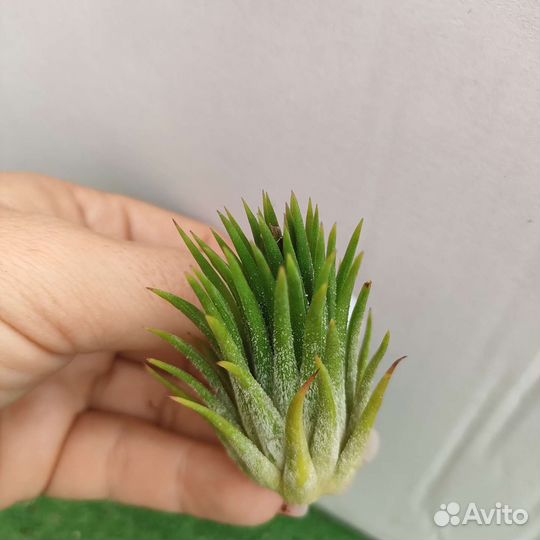 Цветы различные