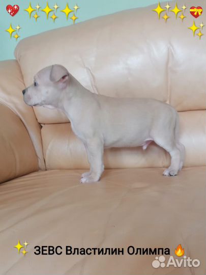 Сказочный Красавчик Ам.Стафф.терьер.(щенок с Докум