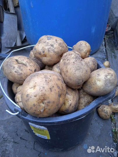 Картофель едовой