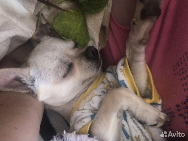 Кобель на вязку