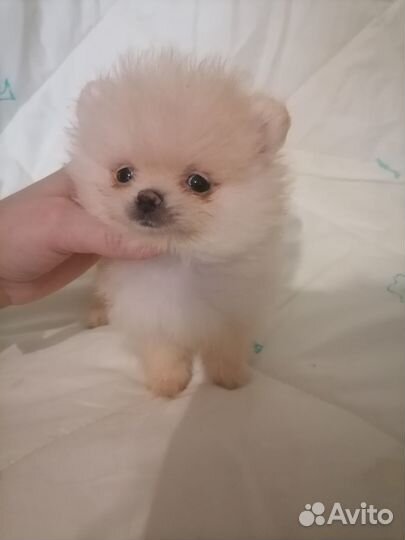 Мини мальчик шпиц