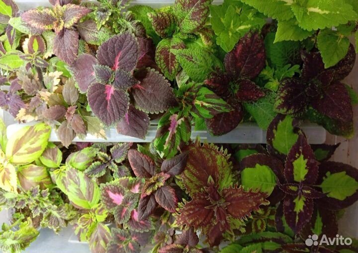 Колеусы большая коллекция