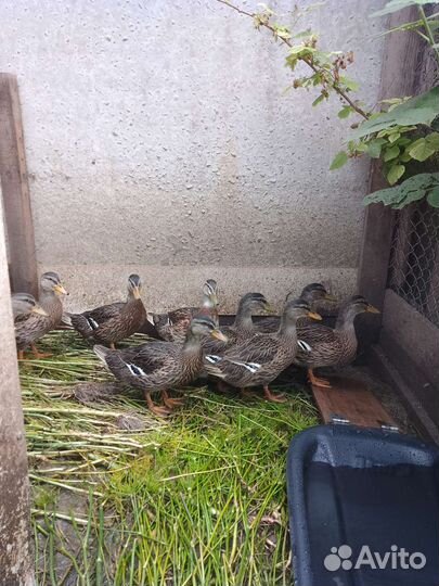 Подсадные утки