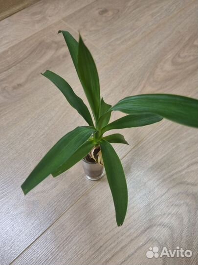 Пальма юкка