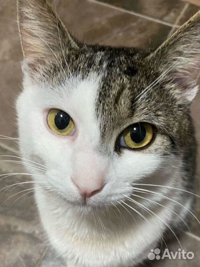 Отдается котик