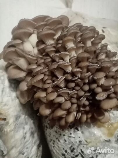 Мицелий вешенки зерновой