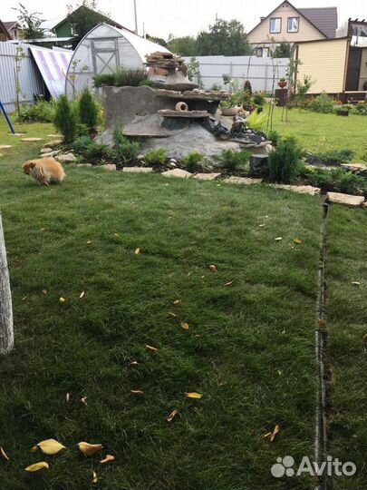 Рулонный газон