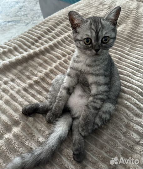 Кошка