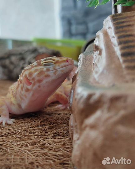 Передержка грызунов и рептилий