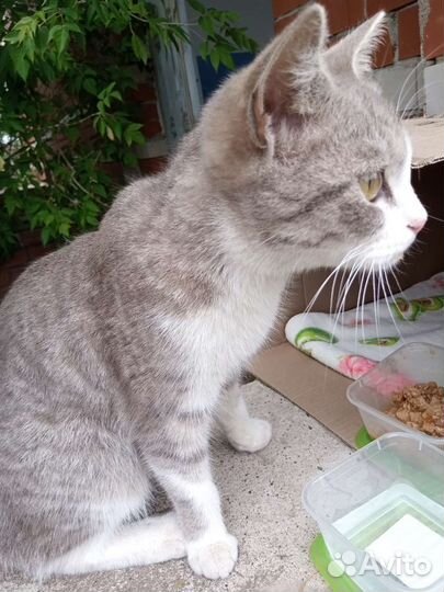 Кошка добрые руки