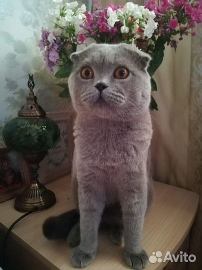 Вязка кошек,услуга от вислоухого кота Шотландца