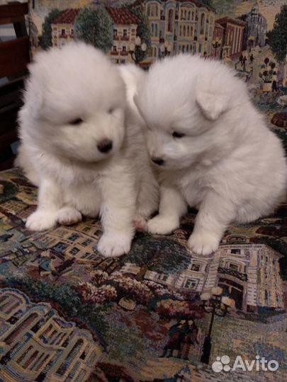 Самоедская лайка щенки