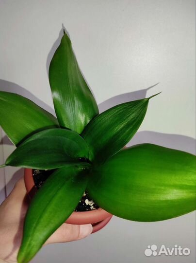 Сансевиерия ханни