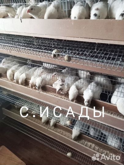 Перепела Техасские суточные, подрощенные