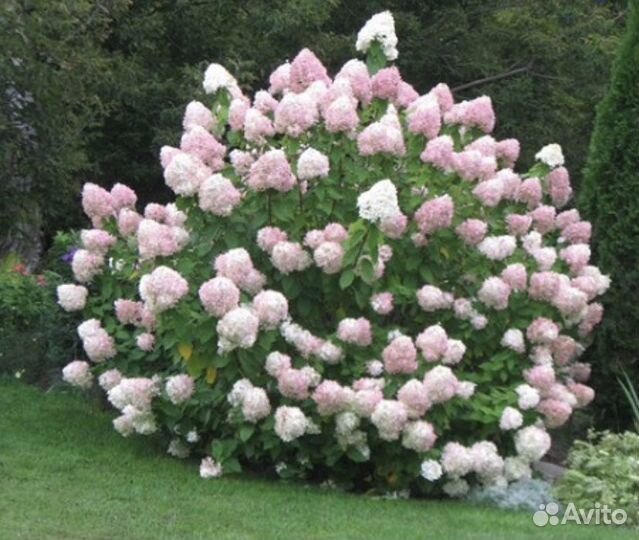 Ванила Фрейз гортензия