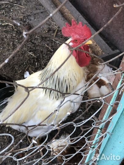 Продается петух
