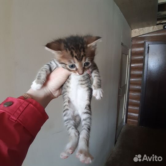 Котята в добрые руки 1 месяц