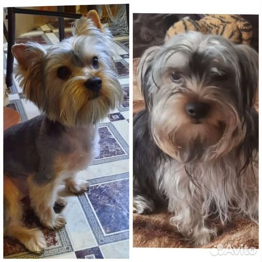 Груминг собак с выездом на дом