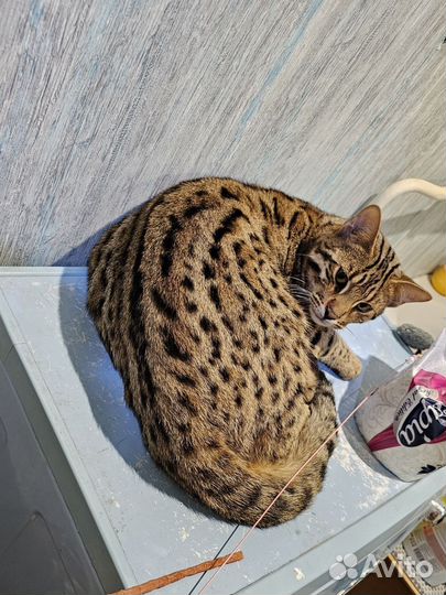 Бенгальский кот