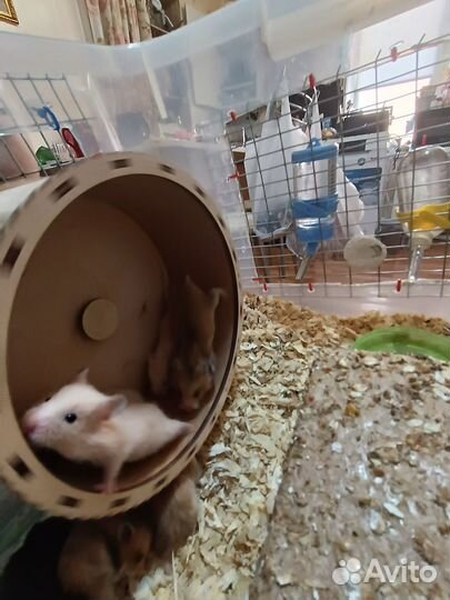 Сирийский хомяк