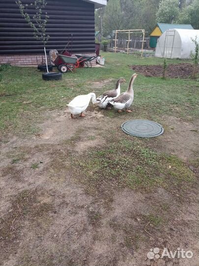 Семья гусей