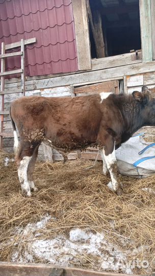 Бык сементал